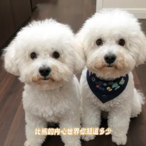 Bichon Frise original