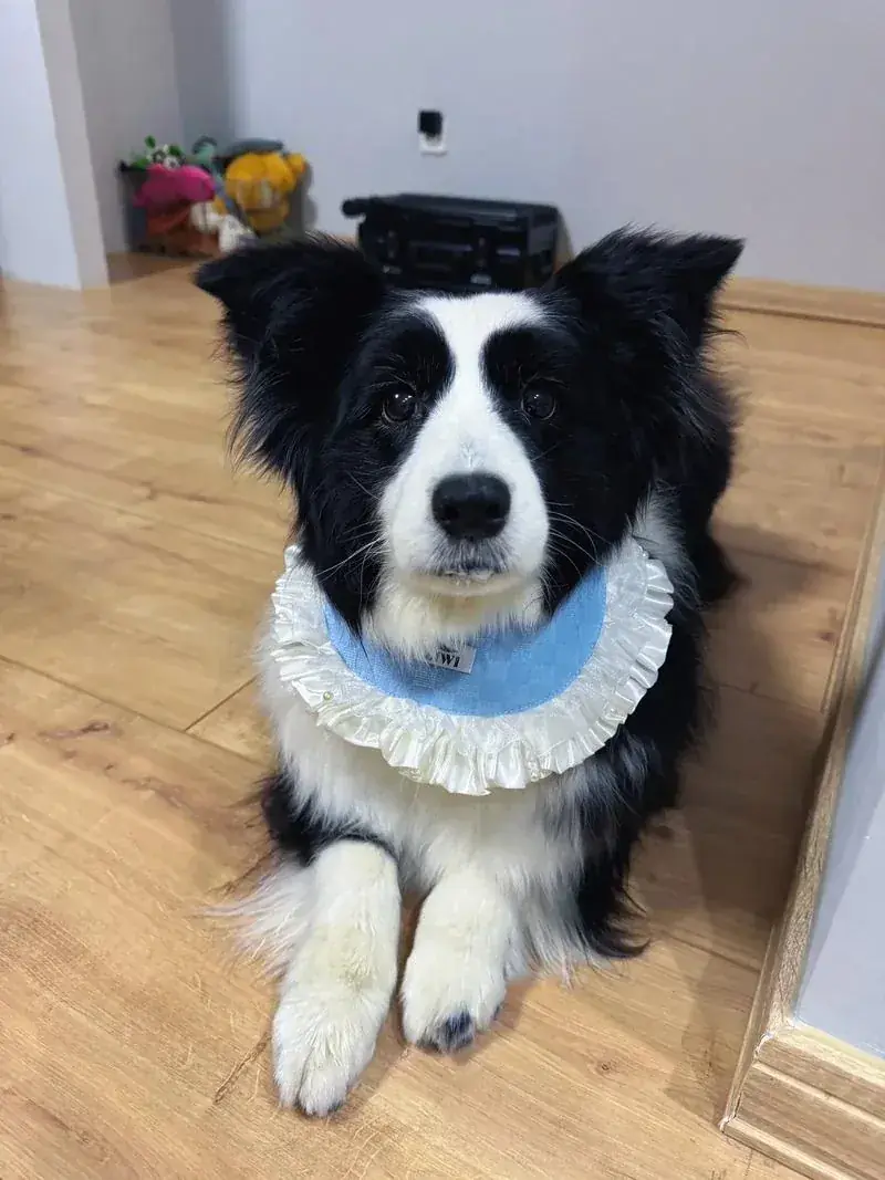 Border Collie photo before custom pet portrait