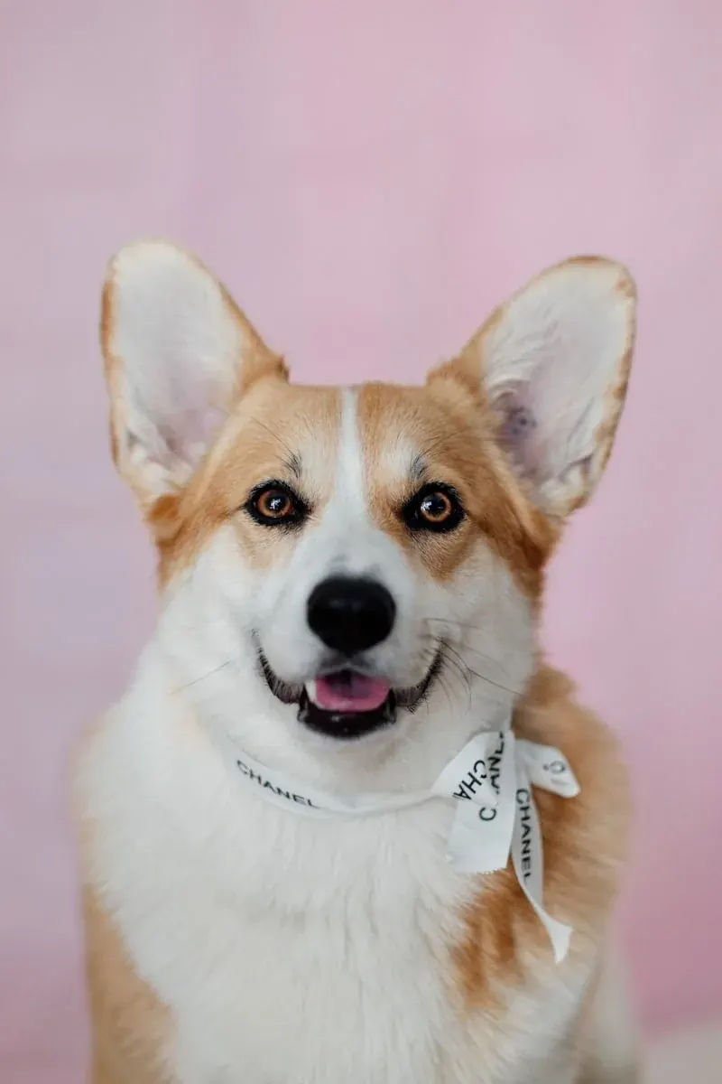 Corgi photo before cartoon portrait transformation