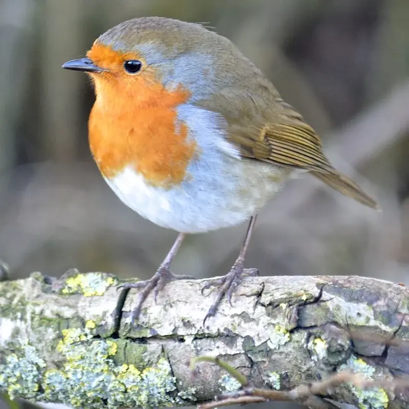 European Robin before