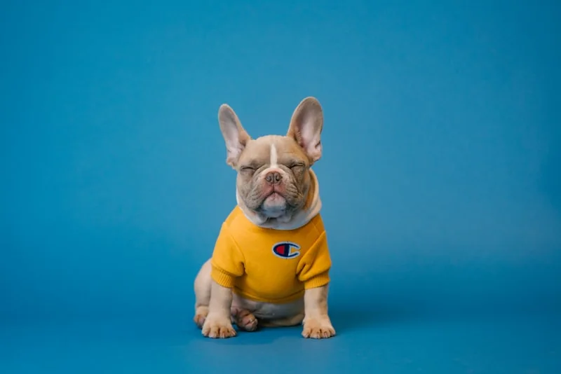 French Bulldog before