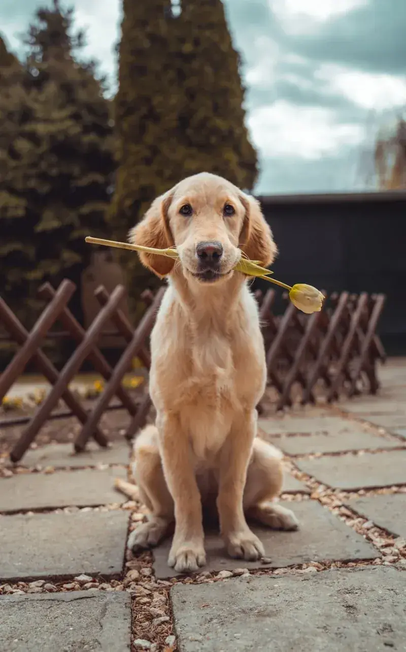 Golden Retriever photo before human portrait transformation