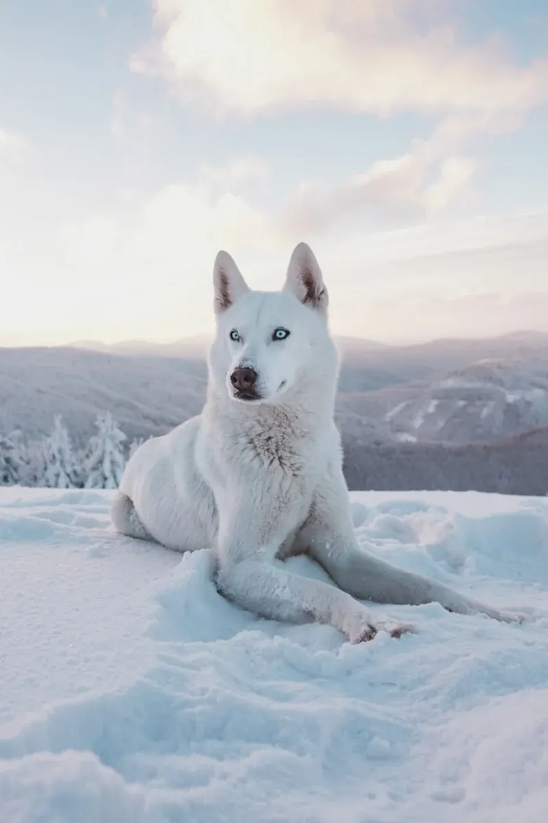 Husky original