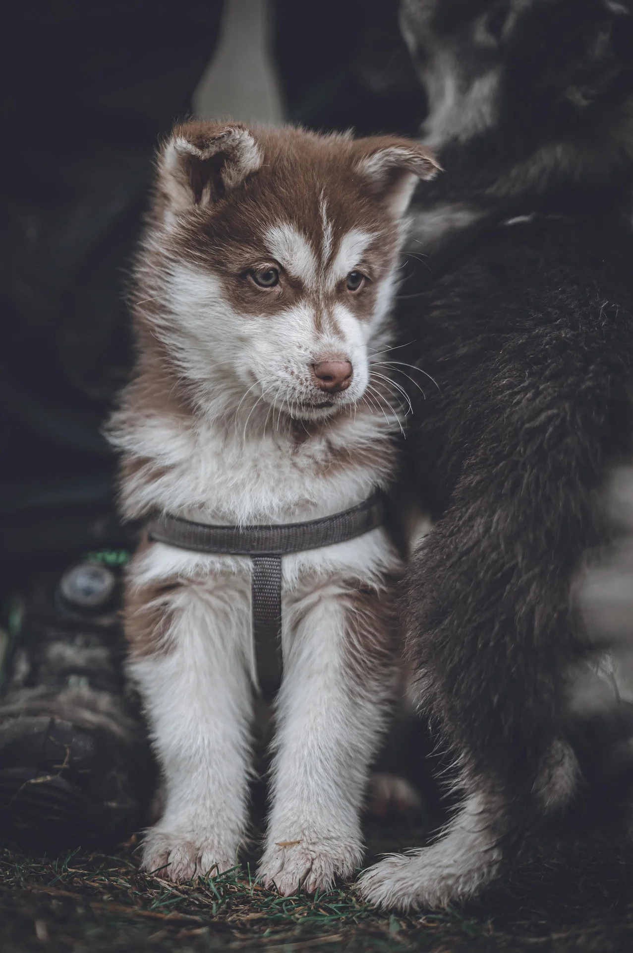 Siberian Husky original
