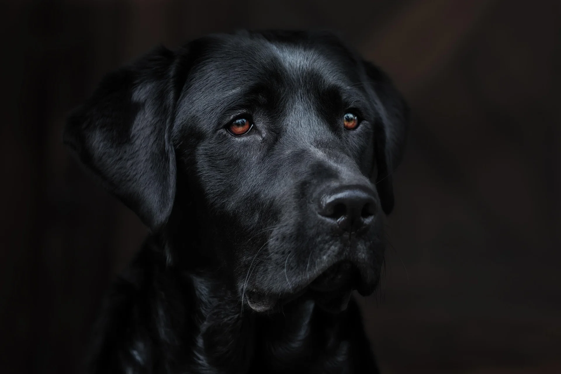 Labrador Retriever before