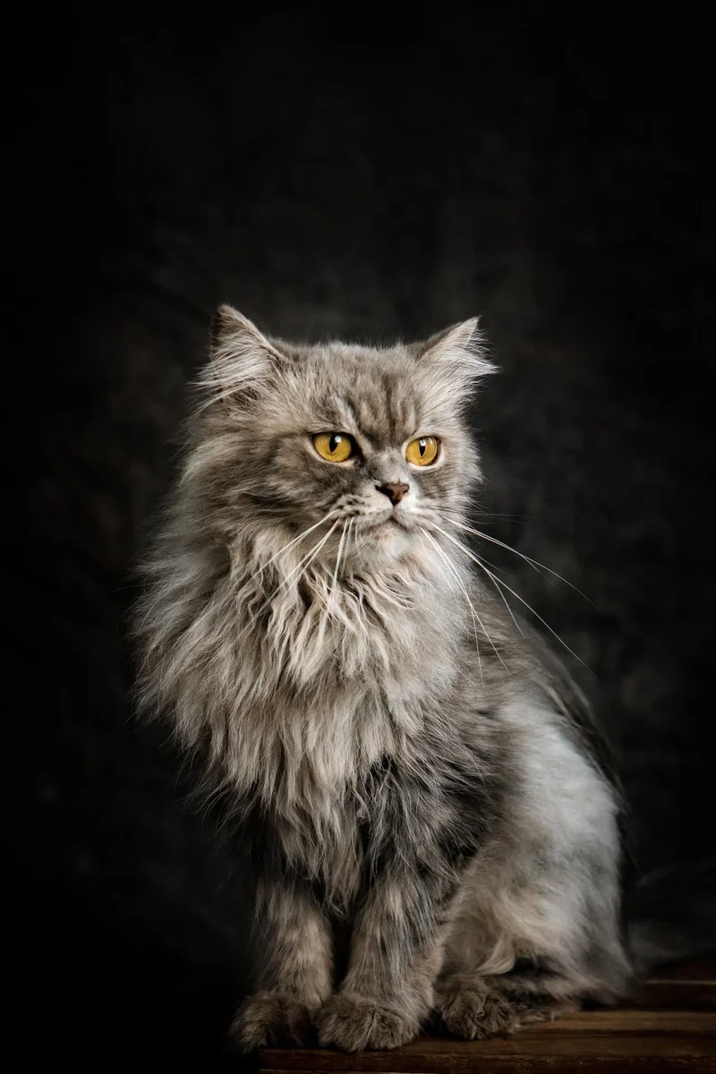 Pet photo uploaded for a custom portrait