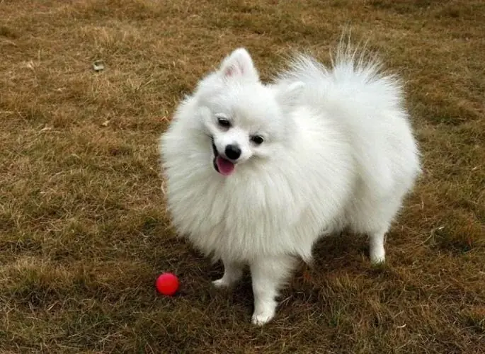 Pomeranian photo before vintage portrait transformation